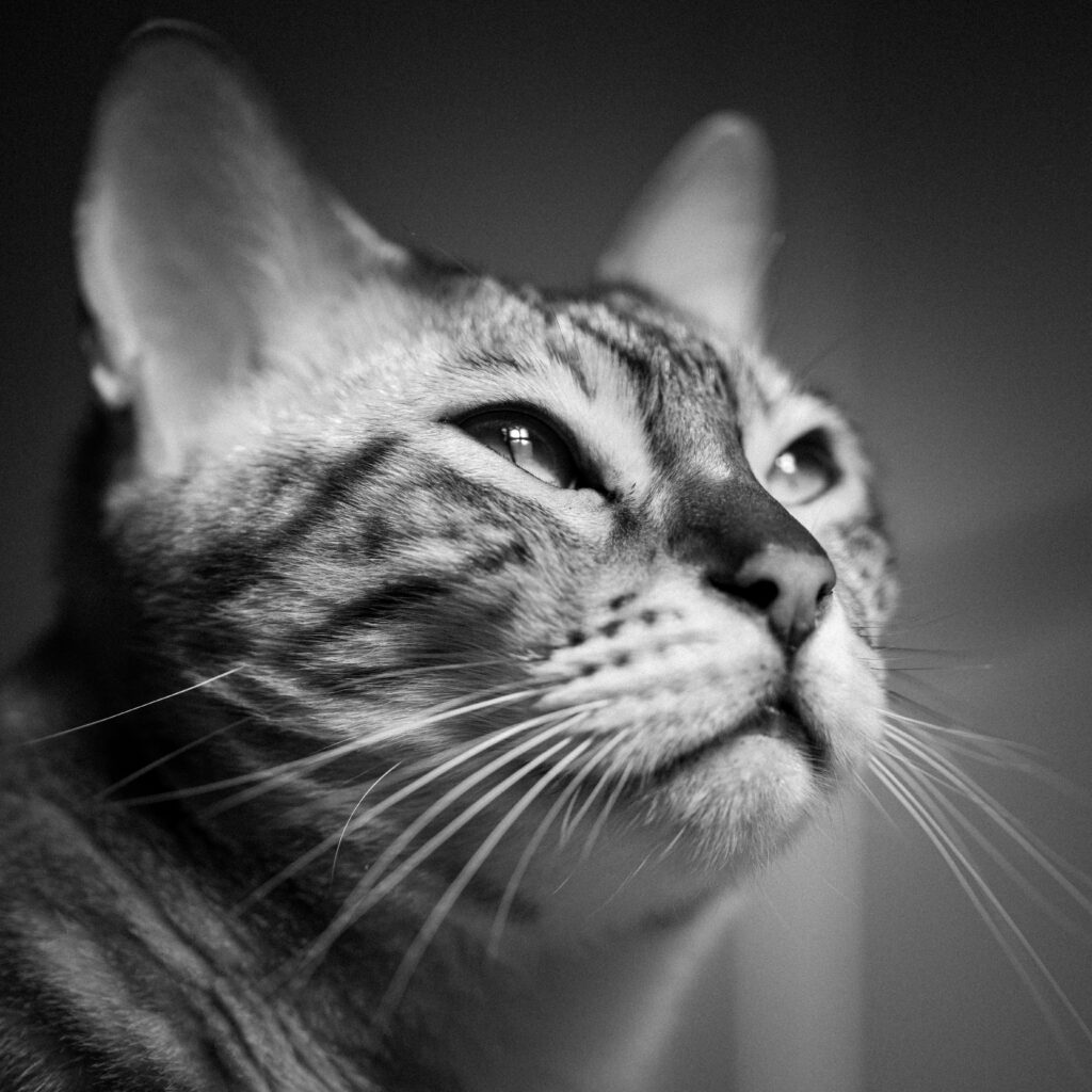 DSC 5649 1024x1024